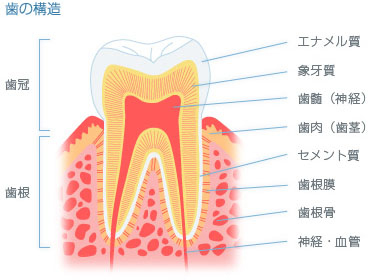 歯の構造